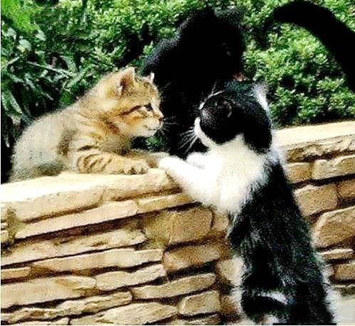 段子|搞笑图片幽默段子笑话：妹子，你把衣服这样穿，真够大胆啊！