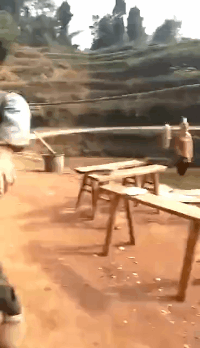 不为瓦全|搞笑GIF:猪:宁为玉碎不为瓦全!