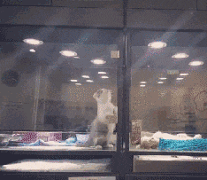 瘦子|搞笑GIF图: 这大概就是智商的差距吧