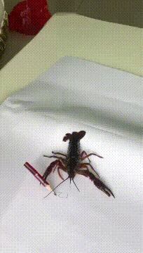 孙悟空|搞笑GIF:想当年我的祖师爷孙悟空就是用这木筏,划出了东海