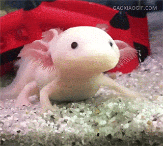 周末|搞笑GIF: 周末咯, 你准备好了么?