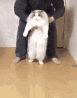 做头|搞笑GIF:小姐姐今天去做头发了吗?