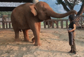 原形毕露|爆笑GIF：过来，让象爷抱一个