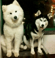 姥姥|搞笑gif趣图：天呐，太想要这个！！小宝贝的表情亮了