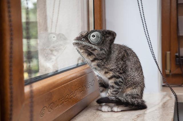 搞笑|如果动物是长这样的!搞笑不!违和不!