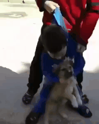 保健操|搞笑GIF:狗子:我为蹦迪付出太多……