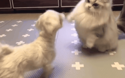 呜呜|搞笑GIF趣图:好了老婆别气了,我错了还不行吗