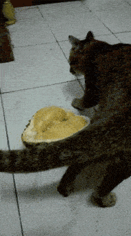 非洲|搞笑GIF: 这非洲老婆真的不想要了, 基因太强大了！