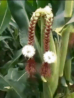 长袖|爆笑GIF: 当一个女孩子很长时间没有男朋友时