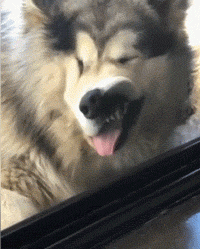 平板|搞笑gif趣图：忍不住化身一条固执的鱼儿，游来游去