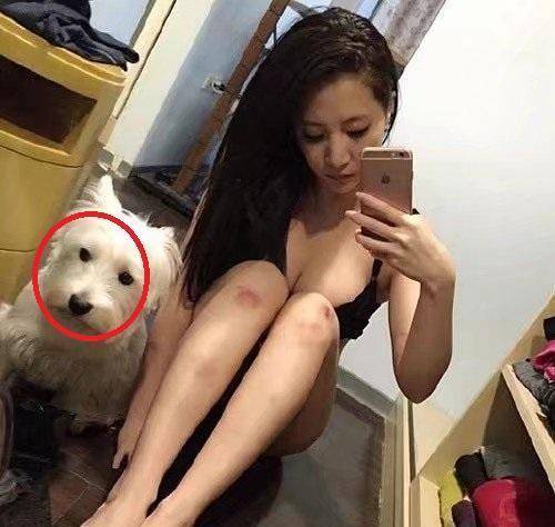 黄蜂|搞笑GIF: 曾经有一只黄蜂,和一只螳螂产生了爱情……