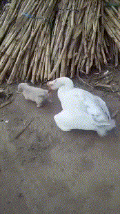 订婚|搞笑GIF：怎么少了一根？