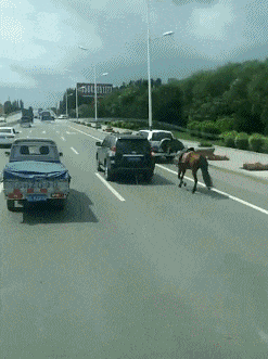 几万|搞笑GIF趣图:经过几万次的练习,这位大哥接西瓜的技术做到了不亏损的程度!