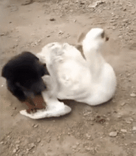 放心|搞笑GIF:到底谁第一?有些事交给女人真的是不放心