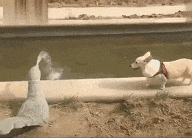 当家|搞笑GIF趣图:穷人家的孩子早当家,这句话真的不假