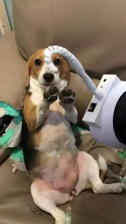 比格|养黑猫的猫奴，脚垫千万不要用黑色的，不然一不小心就会出猫命啊