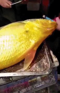 栗子|搞笑GIF趣图:兄弟,同样是打伞,为什么你们如此优秀?