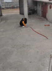 阿玛|搞笑GIF:姑娘,胆子那么小就不要玩这个了!是不是都晕了!