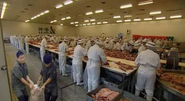 师兄|那只从台风中救出来的猪，被恶搞成表情包了