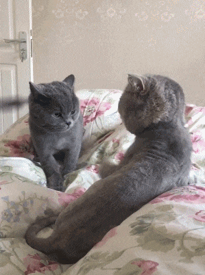 套路|搞笑GIF:新郎,赶紧对着我们笑一个