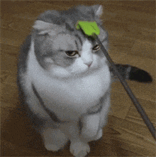 妹子|搞笑GIF趣图:真想娶个妹子,然后靠卖水果度过一生