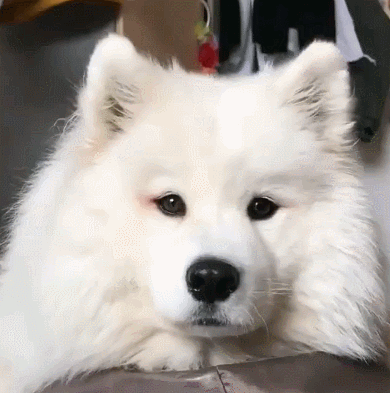 学习|爆笑GIF图：大哥有绝招啊，值得学习！