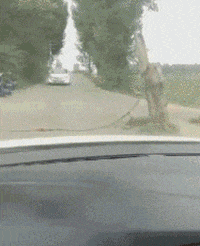 大猩猩|GIF趣图: 姑娘，我可以做你的大猩猩吗？