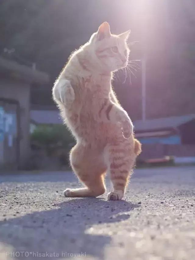 比格|养黑猫的猫奴，脚垫千万不要用黑色的，不然一不小心就会出猫命啊