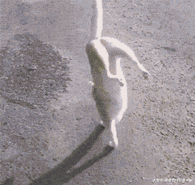 珍稀|这是什么珍稀物种？竟如此奇特！