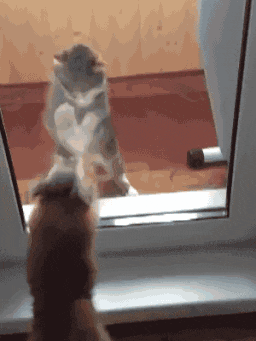 里地|搞笑GIF：爸妈才是真爱，我只是个小小的意外！