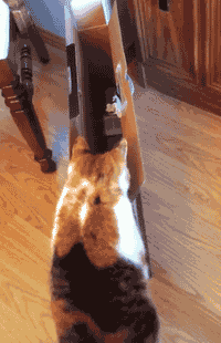 屈才|搞笑GIF趣图：这个技术牛大了，做理发师有点屈才了