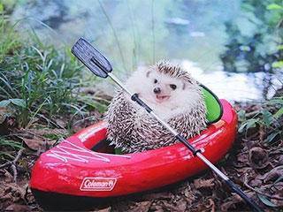 耗子|搞笑gif:现在的猫到底还能不能抓耗子了