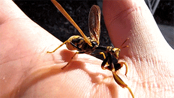 黄蜂|搞笑GIF: 曾经有一只黄蜂,和一只螳螂产生了爱情……