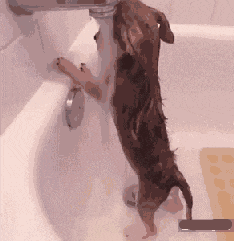 棒槌|搞笑GIF:黄狗:我也不知道为啥,黑狗拿起棒槌就打我屁股