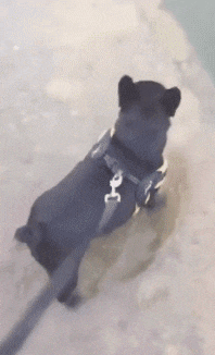 妹子|搞笑GIF：该起床了