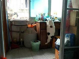 风趣|风趣GIF: 你们家猫有多努力你造嘛？！