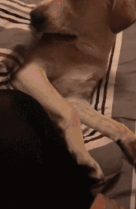 免费|哈哈!高速免费了,应急车道可不免费呀