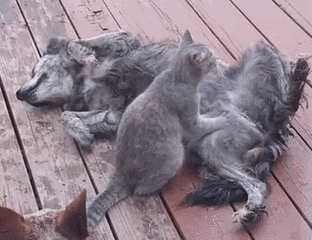 老大爷|搞笑GIF趣图：姑娘，应该没人抢你男朋友，你就放心坐车吧