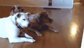 我要|搞笑GIF：我才发现，是在给我打针吗，那我要哭一下