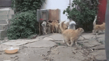 寸草不生|搞笑GIF: 真应那句话, 女司机路过真是寸草不生..