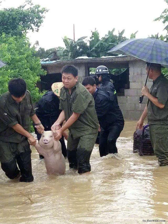 女朋友|这只猪在洪水中获救后还没来得及高兴，就被网友玩坏了