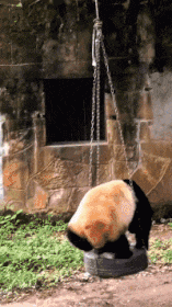 洗衣机|搞笑GIF：别生气了！洗衣机已经买了！以后你都不会这么累了！