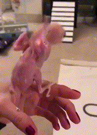 妹子|搞笑GIF：妹子这样拍照，事业线可悲催了