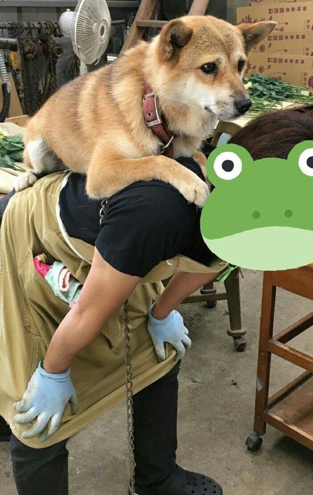 花园|要搬杂草去倒掉却抬不起来,低头一看差点笑死,当大爷柴超可爱!