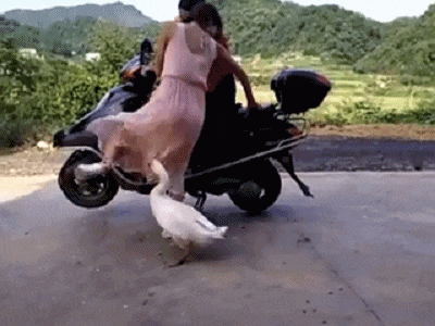 媳妇|搞笑GIF趣图:你这技术高啊!掉了的东西不用手就可以捡起来!