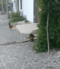 耗子|搞笑GIF：原来这耗子这么灵活吗？不管怎么大都打不死的样子！