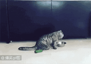 直言|女主人,把你玩具收好行不行啊啊啊