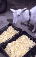 凉快|搞笑GIF:自制的半自动风扇,真是凉快呀