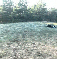 下雪天|搞笑GIF：聪明的宝宝，这样真的可以搬动了吗