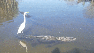 坐骑|爆笑GIF: 开局一坐骑,装备全靠打